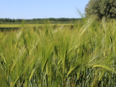 OPG Matej Omazić, Darda