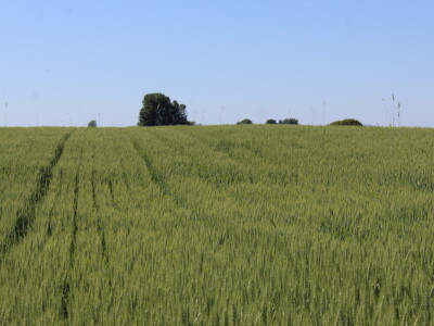 OPG Matej Omazić, Darda