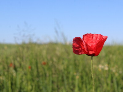 OPG Matej Omazić, Darda