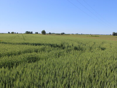 OPG Matej Omazić, Darda