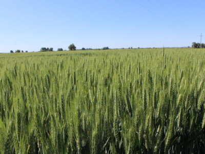 OPG Matej Omazić, Darda