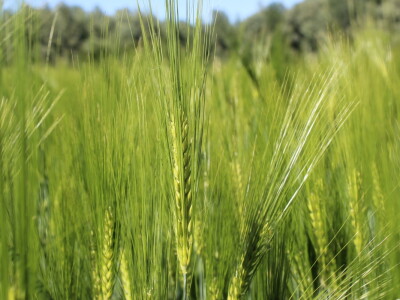 OPG Matej Omazić, Darda