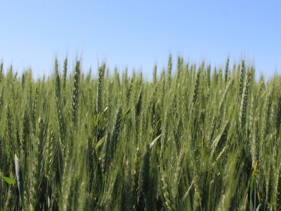 OPG Matej Omazić, Darda