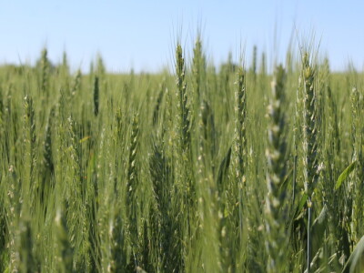 OPG Matej Omazić, Darda