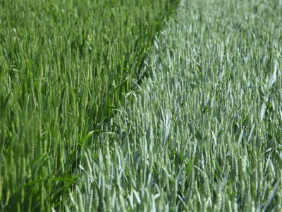 OPG Matija Jagatić očekuje 9 tona pšenice po hektaru