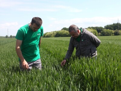 OPG Matija Jagatić očekuje 9 tona pšenice po hektaru