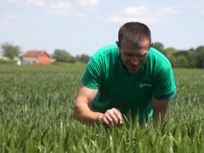 OPG Matija Jagatić očekuje 9 tona pšenice po hektaru