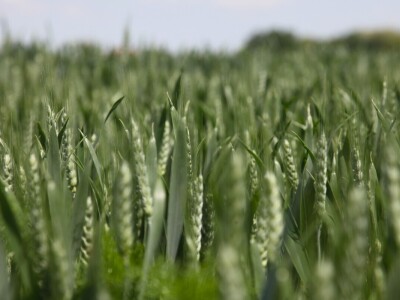 OPG Matija Jagatić očekuje 9 tona pšenice po hektaru