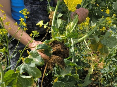 OPG Matija Makvić iz Budrovca kod Đurđevca