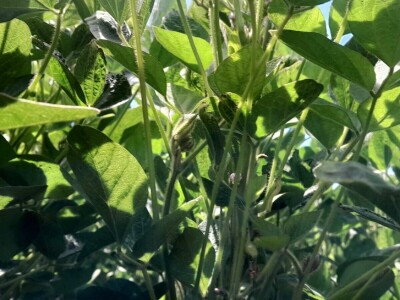 OPG Matija Makvić iz Budrovca kod Đurđevca