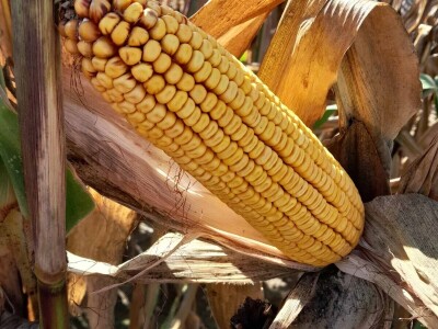 OPG Matija Makvić iz Budrovca kod Đurđevca