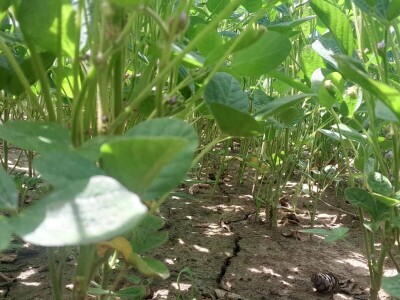 OPG Matija Makvić iz Budrovca kod Đurđevca