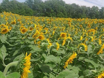 OPG Matija Makvić iz Budrovca kod Đurđevca