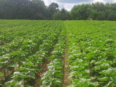 OPG Matija Makvić iz Budrovca kod Đurđevca