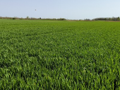 OPG Matija Makvić iz Budrovca kod Đurđevca