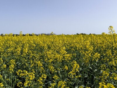 OPG Matija Makvić iz Budrovca kod Đurđevca