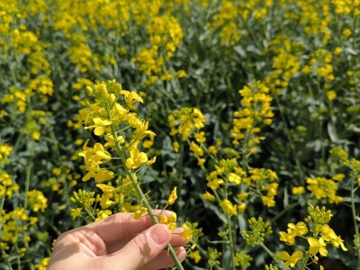 OPG Matija Makvić iz Budrovca kod Đurđevca