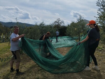 OPG Matijašić - berba maslina
