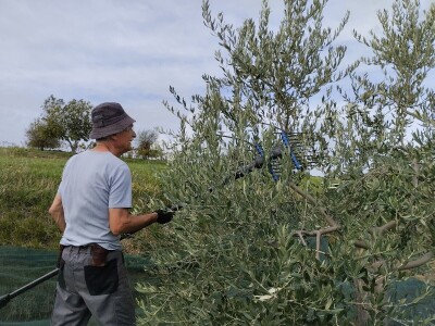OPG Matijašić - berba maslina