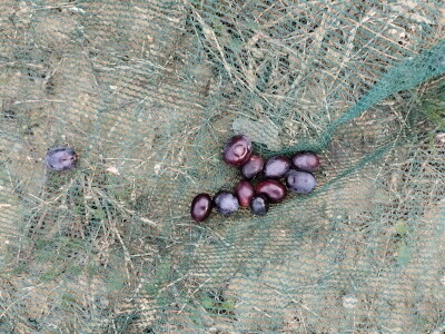 OPG Matijašić - berba maslina