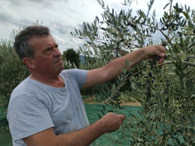 OPG Matijašić - berba maslina