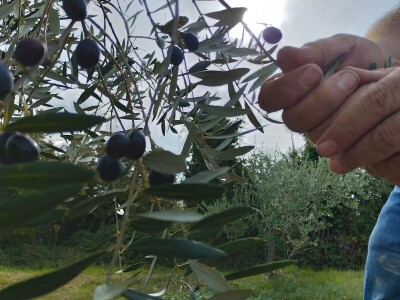 OPG Matijašić - berba maslina