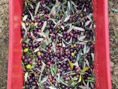 OPG Matijašić - berba maslina