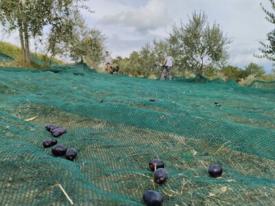 OPG Matijašić - berba maslina