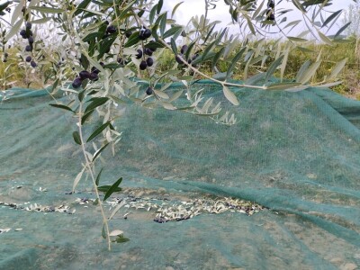 OPG Matijašić - berba maslina