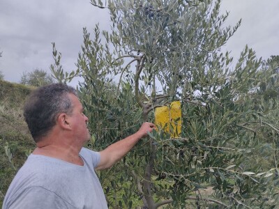 OPG Matijašić - berba maslina