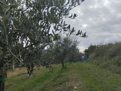 OPG Matijašić - berba maslina