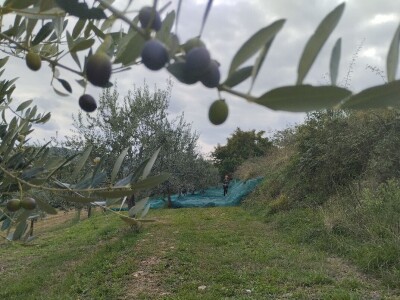 OPG Matijašić - berba maslina