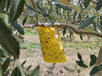 OPG Matijašić - berba maslina