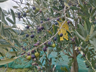 OPG Matijašić - berba maslina