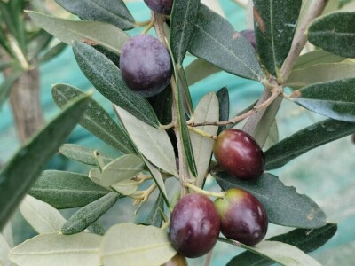 OPG Matijašić - berba maslina