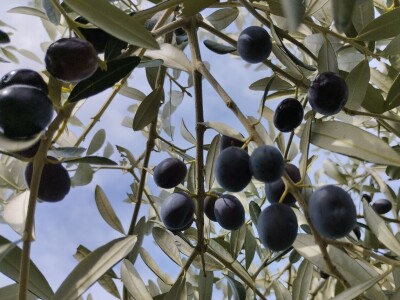 OPG Matijašić - berba maslina