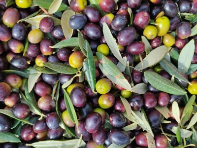 OPG Matijašić - berba maslina