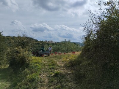 OPG Matijašić - berba maslina