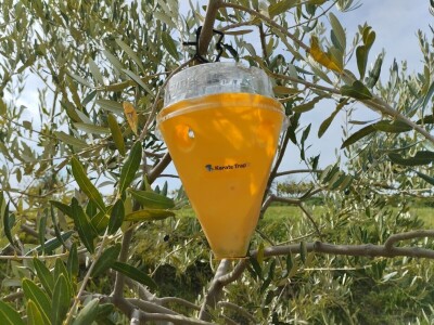 OPG Matijašić - berba maslina