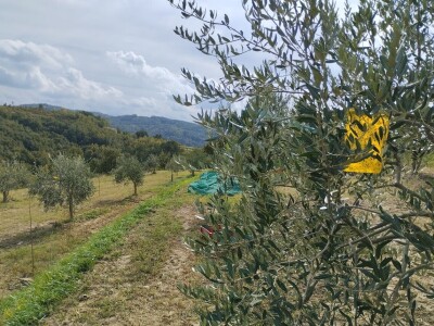 OPG Matijašić - berba maslina