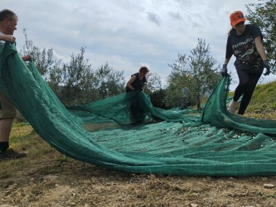 OPG Matijašić - berba maslina