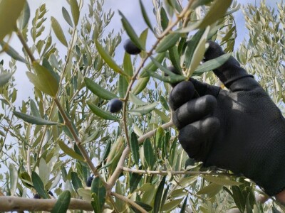 OPG Matijašić - berba maslina