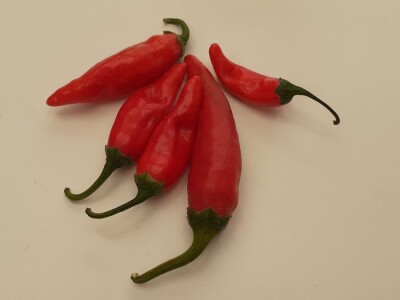 OPG Matulić sa Pašmana