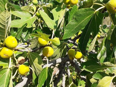 OPG Matulić sa Pašmana