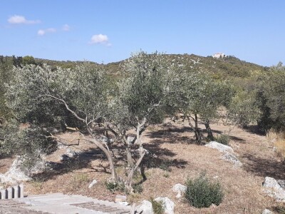 OPG Matulić sa Pašmana