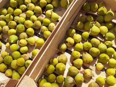 OPG Matulić sa Pašmana