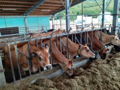OPG Medak