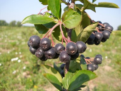 OPG Metlikovec OPG Metlikovec