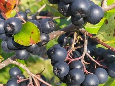 OPG Metlikovec OPG Metlikovec