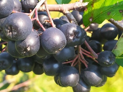 OPG Metlikovec OPG Metlikovec